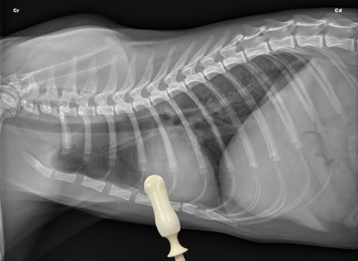 <div class=\"Basic-Text-Frame\">
<p>Radiografía lateral derecha de un gato sano en la que se observa la posición del transductor para valorar el cuadrante perihiliar (PH) de la T-FAST. Cr: craneal; Cd: caudal.</p>
</div>