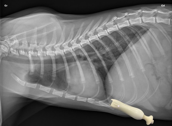 <p>Radiografía lateral derecha de un gato sano en la que se observa la posición del transductor para valorar el cuadrante hepatodiafragmático (HD) de la T-FAST. Cr: craneal; Cd: caudal.</p>