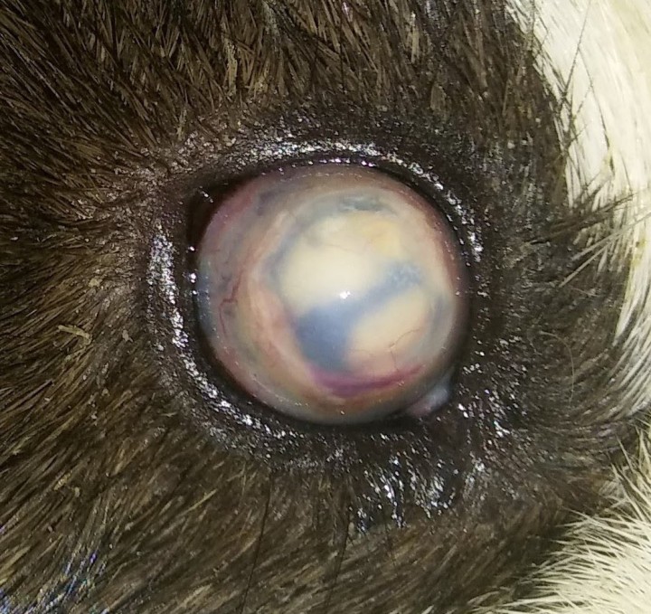 <p>Aspecto externo del globo ocular en la primera consulta. Existe buftalmia, congestión conjuntival bulbar, edema corneal difuso y vascularización corneal. En la cámara anterior se observan estructuras blanquecinas, una de ellas de forma anular y dos en la zona ventral que dificultan la exploración del cristalino y del segmento posterior.</p>