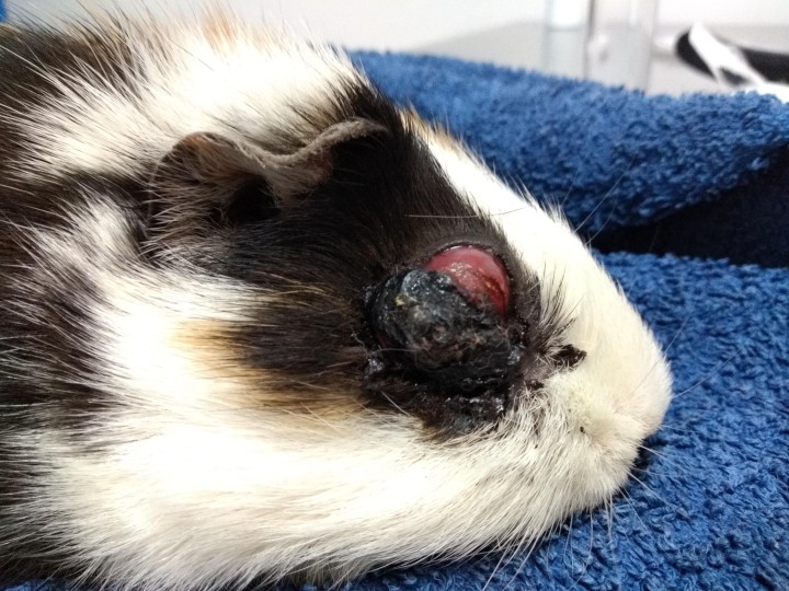 <p>Imagen del globo ocular. Se observa perforación en zona de la esclera ventral con tejido uveal sobresaliente de la lesión.</p>