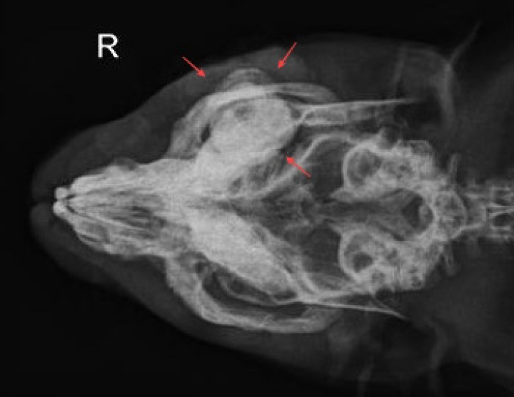<p>Radiografía dorsoventral del cráneo. Se observa imagen radiopaca en OD (flechas rojas) compatible con calcificación del globo ocular derecho.</p>