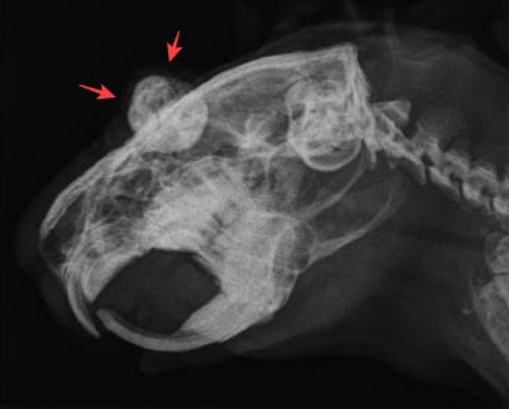 <p>Radiografía latero-lateral del cráneo. Se aprecia densidad radiopaca del globo ocular derecho (flechas rojas) compatible con calcificación del mismo.</p>