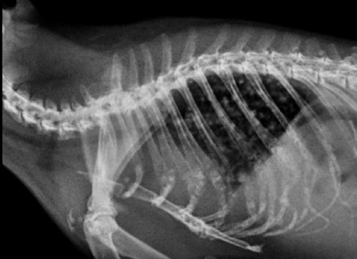 <p>Radiografía de tórax. Proyección latero-lateral. Se observa un patrón nodular difuso que ocupa todo el campo pulmonar, compatible con metástasis.</p>