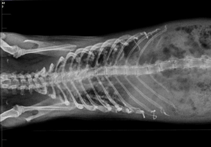 <p>Radiografía de tórax. Proyección ventrodorsal. Se observa un patrón nodular difuso que ocupa todo el campo pulmonar, compatible con metástasis.</p>