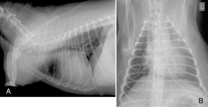 <p>Radiografías de la cavidad torácica de una perra mestiza de 7 años. (<strong>A</strong>) Proyección lateral derecha. (<strong>B</strong>) Proyección ventrodorsal.</p>