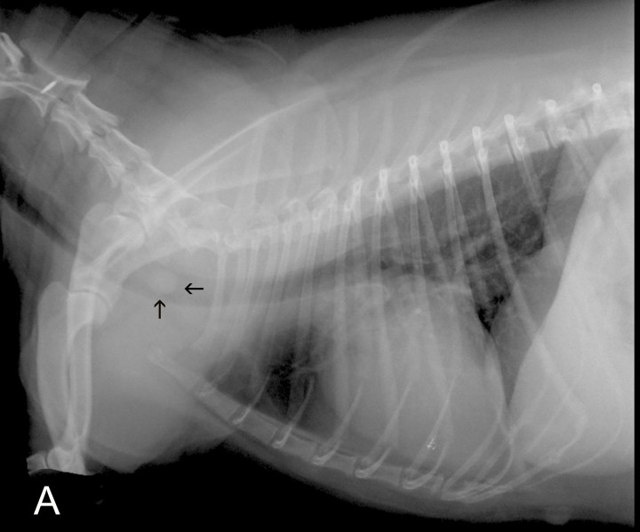 <p>Radiografía de la cavidad torácica en proyección lateral derecha de una perra mestiza de 7 años, en la que se visualiza un leve patrón bronquial y una estructura redondeada de opacidad tejido blando en el interior de la tráquea (flechas), a nivel del cuerpo vertebral de C6.</p>
