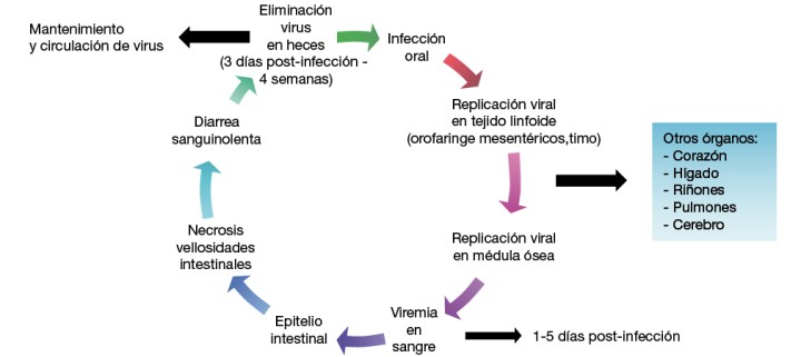 <p>Fisiopatología del parvovirus canino.</p>