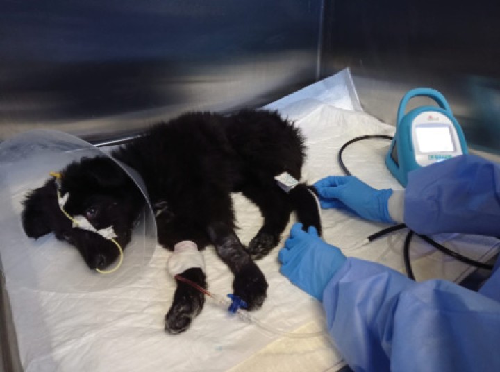 <p>Medición de la presión arterial no invasiva mediante un método oscilométrico en un paciente canino con parvovirus.</p>