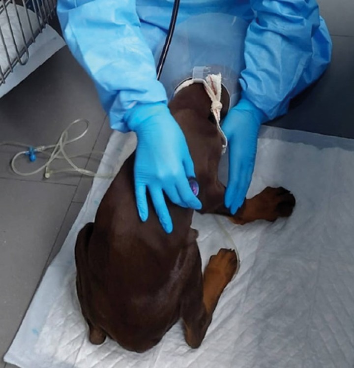 <p>Medidas de bioseguridad para evitar la propagación intrahospitalaria del parvovirus: uso de bata, guantes, calzas y material exclusivo para estos pacientes.</p>