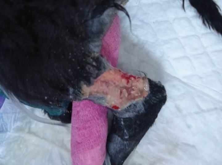 <p>Infección del punto de inyección por catéter intravenoso, con necrosis de la piel y presencia de contenido purulento, en un paciente canino leucopénico por parvovirus.</p>