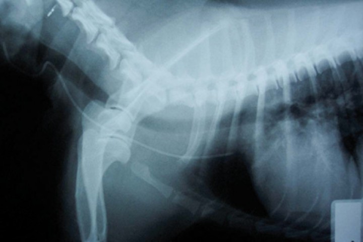 <p>Radiografía de tórax laterolateral de un paciente canino tras la inserción de un catéter venoso central para comprobación de la correcta colocación (vena cava craneal).</p>