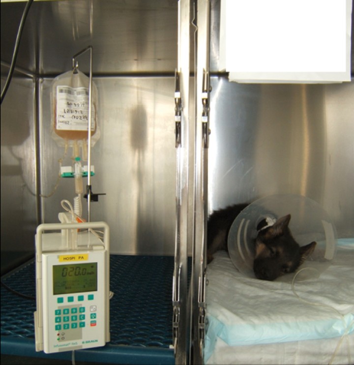 <p> Administración de plasma fresco congelado en un paciente canino con parvovirus.</p>