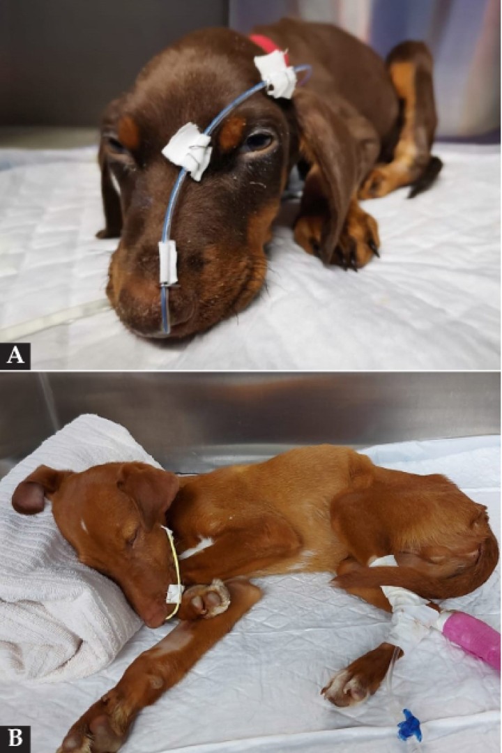 <p>(<strong>A</strong>) Paciente con sonda de alimentación nasoesofágica de PVC flexible y radiopaca. (<strong>B</strong>) Paciente con sonda nasogástrica de poliuretano radiopaco.</p>