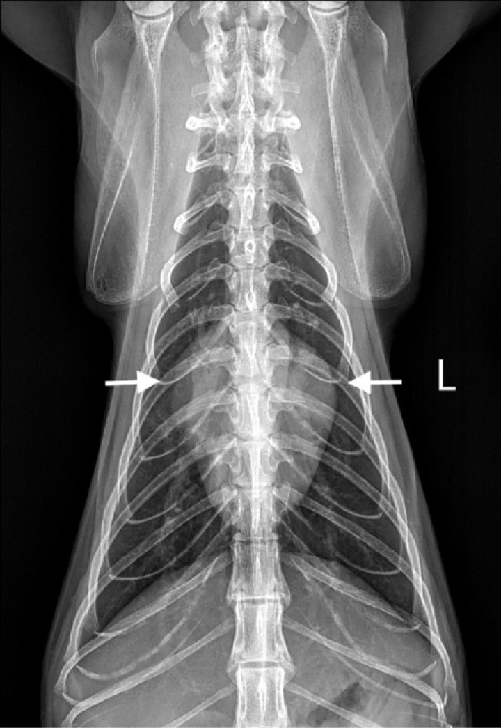 <p>Radiografía dorsoventral (DV) de tórax de un gato con cardiomiopatía hipertrófica. Se observa un ensanchamiento de la región de la base cardiaca (flechas blancas), adquiriendo una imagen denominada de “corazón de San Valentín”.</p>