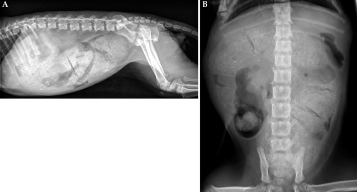 <p>Radiografías de abdomen de un gato común Europeo de 1 año de edad. (<strong>A</strong>) Proyección lateral derecha. (<strong>B</strong>) Proyección ventrodorsal.</p>