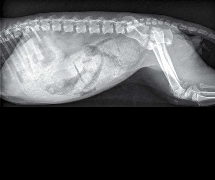 <p>Radiografía en proyección lateral del abdomen y extremidades posteriores del paciente de la Figura 1 tras un año de tratamiento con levotiroxina.</p>