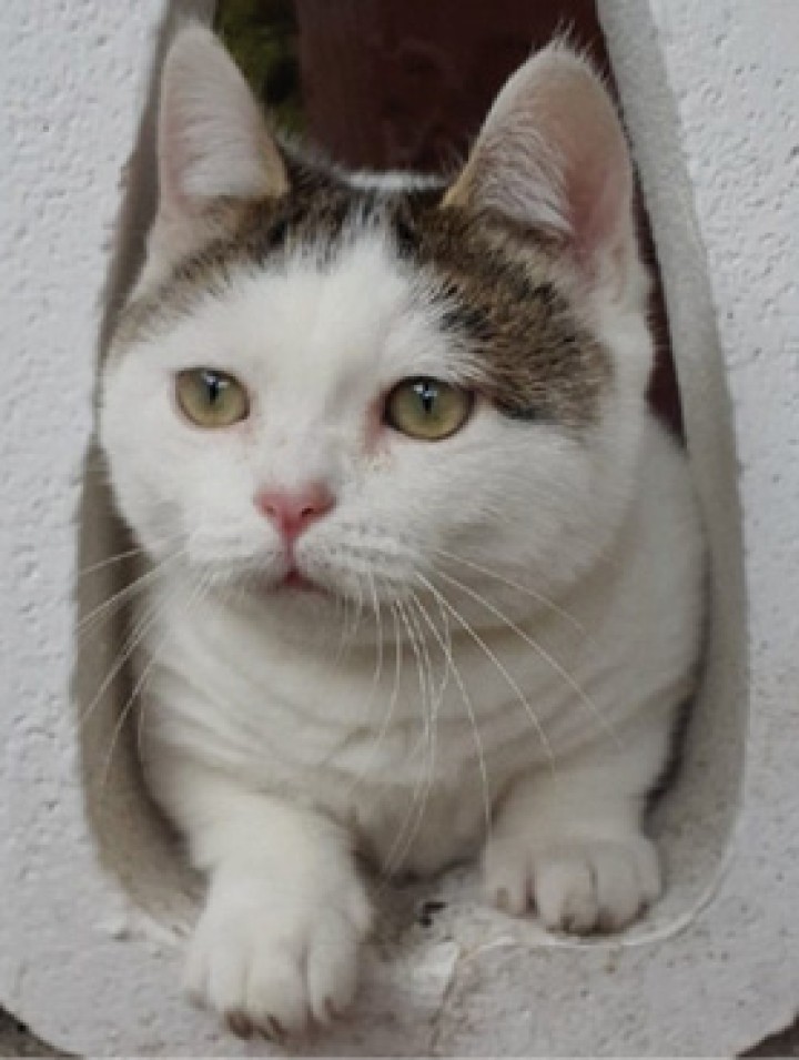 <p>Imagen del paciente con hipotiroidismo congénito al año de edad. Se aprecia el enanismo desproporcionado con cara ancha, cuello corto y extremidades acortadas.</p>