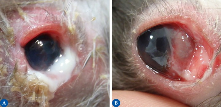 <p><strong>Dacriocistitis</strong>. (<strong>A</strong>) Presentación clínica. (<strong>B</strong>) Fotografía después de irrigar el ojo con suero salino. En las imágenes podemos observar la presencia de material purulento proveniente del saco nasolacrimal asociado a una inflamación periocular marcada en un conejo. En estos casos, debemos sospechar de alteraciones en el conducto nasolacrimal. La tortuosidad del conducto nasolacrimal en conejos, así como su proximidad con la parte apical de los molares e incisivos, hacen más propensas las oclusiones del conducto como consecuencia de alteraciones en las piezas dentales. Realizar una dacriocistorinografía puede ser de ayuda para localizar el punto de oclusión en el conducto. Es importante recordar que los conejos únicamente poseen un punto lacrimal, el inferior. En muchos casos, el abordaje de la patología dental es fundamental para la resolución de la obstrucción, así como un manejo adecuado de las alteraciones oculares. Realizar de forma frecuente <em>flushing</em> a través del punto lagrimal puede mejorar la sintomatología, así como la administración de antibiótico sistémico.</p>