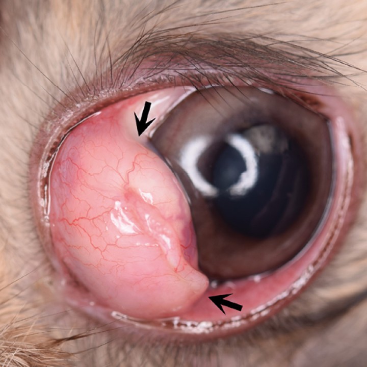 <p><strong>Prolapso de la glándula de Harder</strong>. Fotografía del ojo de un conejo donde podemos observar la presencia de una nodulación rosada ventromedial (flechas), compatible con un prolapso de la glándula de Harder. Los conejos tienen varias glándulas orbitales que pueden prolapsarse dando una imagen parecida al prolapso de la glándula de la membrana nictitante en perros. El tratamiento consiste en recolocar la glándula en su posición usando la técnica “Morgan & Moore”. La extirpación de la glándula no se recomienda, ya que tiene una importante contribución en la producción lagrimal.</p>
