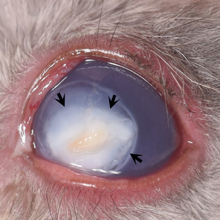 <p><strong>Úlcera corneal complicada</strong>. Fotografía del ojo de un conejo con una úlcera corneal con presencia de abundante infiltrado celular de color blanco-amarillo (flechas). En este tipo de úlceras está indicado realizar citología y cultivo en busca de microorganismos para decidir el tratamiento más adecuado. El uso frecuente de antibiótico tópico es fundamental para la correcta evolución de este tipo de úlceras, así como ciclopléjico tópico como el ciclopentolato. En este tipo de lesiones puede ser necesaria la utilización de colirios anticolagenasa (suero autólogo o heterólogo en su defecto, N-acetilcisteína, EDTA, etc.). En ocasiones, puede requerir de intervención quirúrgica dada la densidad del material purulento acumulado en el estroma corneal.</p>
