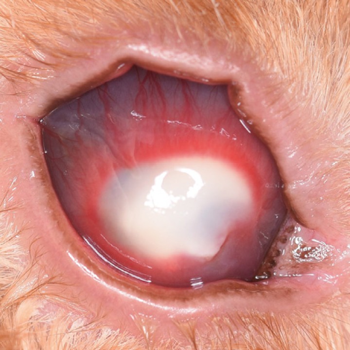 <p><strong>Absceso corneal</strong>. En esta imagen podemos observar un absceso corneal en un conejo; este se caracteriza por la presencia de infiltrado celular de color amarillo a blanco en el estroma corneal. En estos casos el epitelio corneal recubre el absceso y no se produce la tinción con fluoresceína. Estos procesos suelen ir acompañados de uveítis anterior refleja, marcado edema y neovascularización corneal. El tratamiento consiste en la aplicación tópica de un antibiótico de amplio espectro y ciclopléjico. El uso sistémico de antibióticos y AINEs puede ser de gran utilidad. En los casos en que la respuesta al tratamiento inicial no sea favorable, deberá ser considerada la realización de una queratectomía para eliminar el tejido afectado.</p>