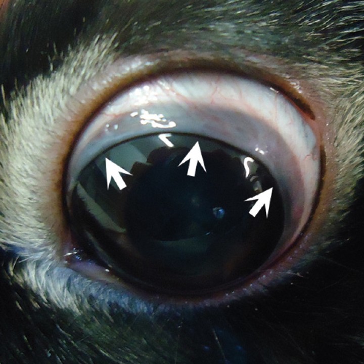 <p><strong>Pseudopterigion</strong>. El ojo de conejo de la siguiente fotografía presenta un sobrecrecimiento conjuntival (flechas). Este se presenta como un pliegue de forma anular de la conjuntiva bulbar que crece desde el limbo hacia el centro de la córnea. Este proceso no es doloroso, pero puede progresar dificultando la visión. El tratamiento médico es inefectivo en estos casos; por lo tanto, el tratamiento indicado debe ser quirúrgico. Se han descrito varias técnicas quirúrgicas; destacamos la realización de incisiones radiales en la conjuntiva anormal con la posterior fijación de los sectores circunferenciales en el fórnix conjuntival usando suturas transpalpebrales.</p>