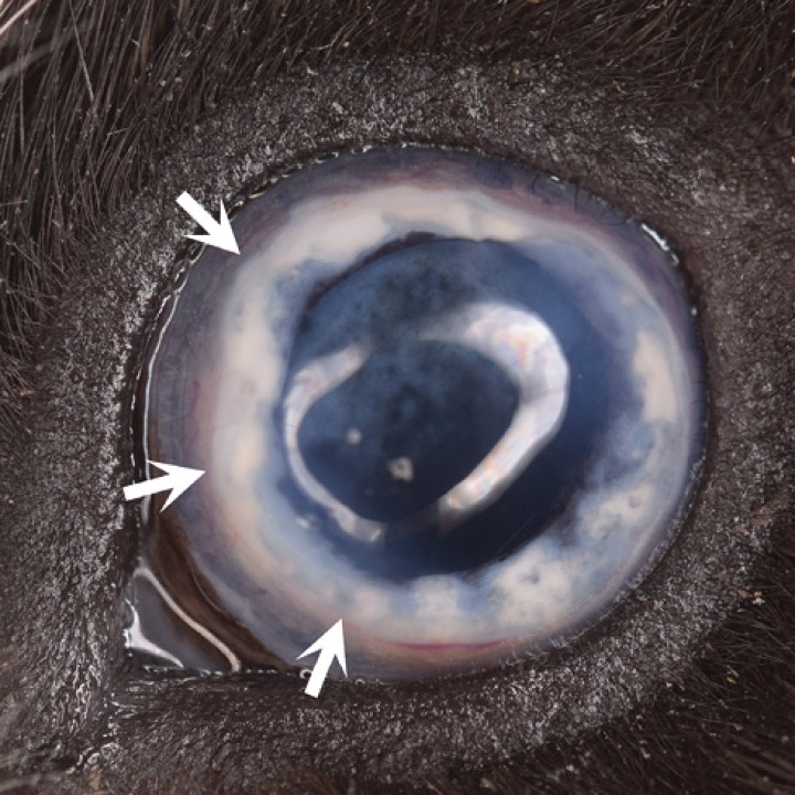 <p><strong>Metaplasia ósea</strong>. Esta imagen pertenece al ojo de una cobaya. Podemos observar la presencia de un anillo de apariencia blanquecina (flechas) con cierta vascularización asociada proveniente del estroma del cuerpo ciliar que se expande hacia la cámara anterior del ojo. La causa de esta metaplasia de tejido óseo o también llamada formación ósea heterotópica es desconocida. Se sospecha que podría ser secundaria a una infección o inflamación intraocular. No obstante, la presencia de altos niveles de ácido ascórbico (vit. C) en el humor acuoso promueve la mineralización y la formación ósea en el cuerpo ciliar. El caso presentado es extremo, habitualmente se producen metaplasias más leves o localizadas en una solo área. No es necesario tratamiento a menos que se produzcan alteraciones asociadas como edema corneal, hipema y en menor medida glaucoma secundario.</p>