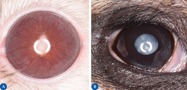 <p><strong>Cataratas</strong>. (<strong>A</strong>) La imagen corresponde al ojo de una chinchilla. La formación de cataratas en esta especie es la patología ocular más habitual. La mayoría de los animales que presentan cataratas son adultos, lo cual sugiere que la aparición de cataratas estaría relacionada con la edad. (<strong>B</strong>) En la imagen podemos observar la presencia de cataratas en el ojo de un suricata. En ambos casos la realización de la facoemulsificación sería el tratamiento de elección para corregir el déficit visual, así como minimizar las complicaciones asociadas a la formación de las cataratas, aunque debido al tamaño del ojo la cirugía es más compleja de lo habitual.</p>