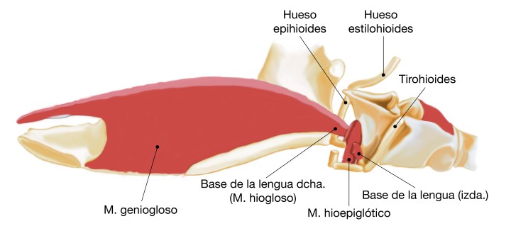 <p>Esquema de la anatomía de la laringe, aparato hioideo y localización del músculo hioepiglótico (sección longitudinal de la mitad derecha de la lengua). Adaptado de Evans & Lahunta en Miller’s Anatomy of the dog, 4<sup>ta</sup> edición.</p>