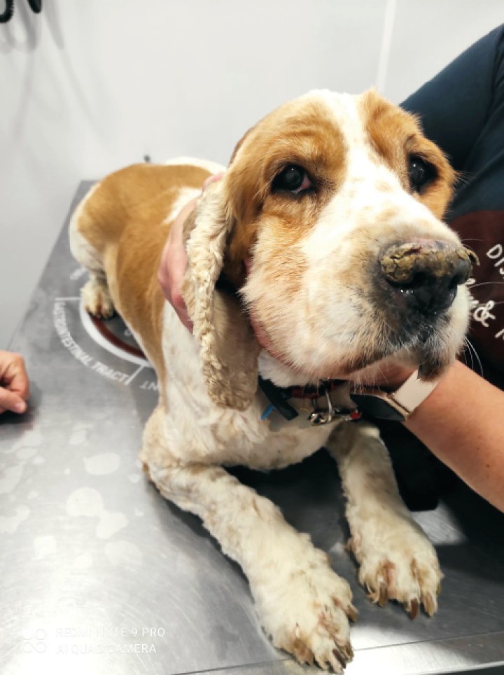 <p>Lesiones erosivo-costrosas, hiperqueratosis y escamas de gran tamaño afectando a la parte dorsal de la trufa, junto con despigmentación en el <em>filtrum</em> que se extiende a la zona cutánea.</p>