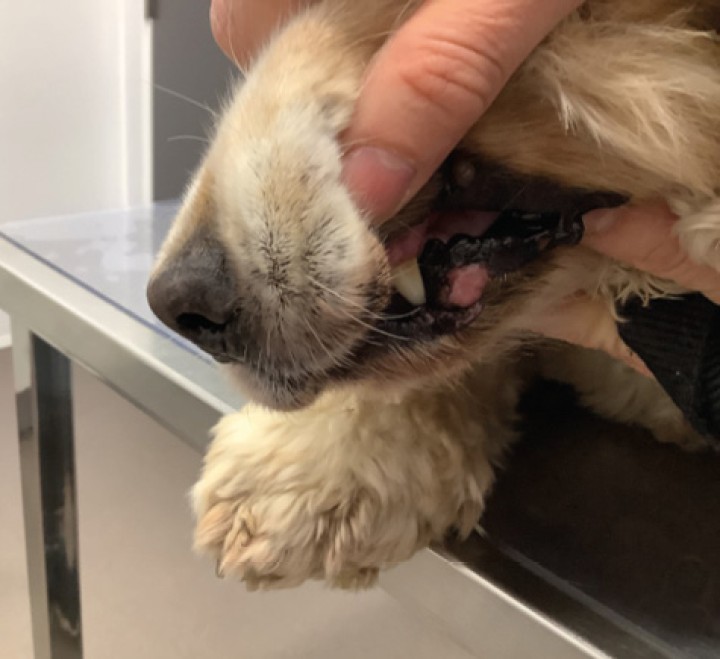 <p>Nueva mácula despigmentada en el belfo inferior izquierdo.</p>