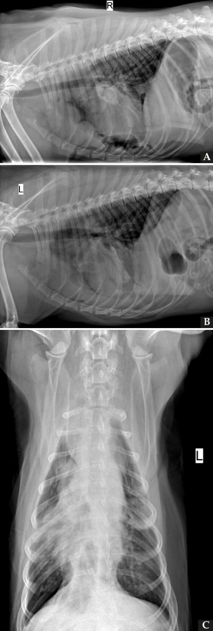 <p>Radiografías de la cavidad torácica de un perro mestizo de 9 años. (<strong>A</strong>) Proyección lateral derecha. (<strong>B</strong>) Proyección lateral izquierda. (<strong>C</strong>) Proyección ventrodorsal.</p>