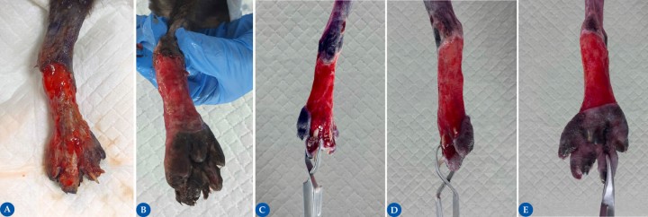 <p>Paciente felino, hembra de 5 meses que se presenta varios días después de haber sufrido un accidente de coche con un defecto cutáneo por avulsión de la piel en la zona tarso-metatarso-falángica izquierda, con exposición parcial de hueso (metatarsos distales y falanges proximales, medias y distales de los dedos 3 y 4, cara dorsal (1<strong>A</strong>) y plantar (1<strong>B</strong>). Las imágenes 1<strong>C</strong> (dorsal), 1<strong>D</strong> (lateral) y 1<strong>E</strong> (plantar) muestran la herida 8 días después tras un debridamiento quirúrgico inicial y cambios de apósito y vendaje seriados. La preparación del lecho receptor es de vital importancia para asegurar el prendimiento del injerto, por lo que el objetivo es obtener un tejido de granulación, libre de infección y con una adecuada vascularización, además de obtener un recubrimiento del hueso o ligamentos en aquellos casos en los que estos estén expuestos.</p>