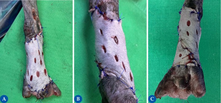 <p>Imágenes del injerto tras la cirugía (6<strong>A</strong> dorsal, 6<strong>B</strong> lateral, 6<strong>C</strong> plantar). Los injertos deben estar protegidos mediante un apósito absorbente no adherente y la aplicación de un vendaje almohadillado para la inmovilización de la zona (dependiendo de la zona a inmovilizar y el tamaño del paciente puede añadirse una férula). Los vendajes confieren inmovilización, protección frente a traumas y absorción de fluidos. El primer cambio de vendaje se debe realizar a las 24 a 48 h con especial cuidado de no levantar el injerto al retirar el apósito, por lo que se recomienda que el animal esté sedado para evitar el daño inadvertido del injerto. Posteriormente, los cambios de vendaje pueden variar desde 2 a 5 días, dependiendo del aspecto del injerto y de si se encuentran o no complicaciones. Estos cambios deben realizarse al menos durante 2-3 semanas tras la cirugía. Durante todo este periodo, es importante manejar el injerto bajo condiciones estériles.</p>