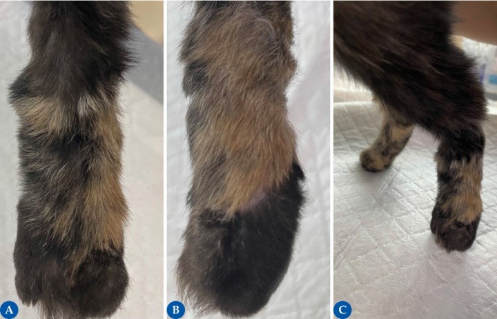 <p>El crecimiento de pelo suele evidenciarse a partir de las 2-3 semanas tras la cirugía. Un crecimiento escaso del pelo puede deberse a un daño del folículo piloso durante la resección del tejido subcutáneo o debido a una pobre revascularización del injerto. Las figuras 9<strong>A</strong> (dorsal) y 9<strong>B</strong> (lateral) muestran un completo crecimiento de pelo a las 6 semanas tras la intervención quirúrgica, adquiriendo un color y longitud similar al lecho receptor. Además, se observó una funcionalidad total de la extremidad, con apoyo de peso (9<strong>C</strong>) y ausencia de anormalidades (como cojera) durante el examen ortopédico.</p>