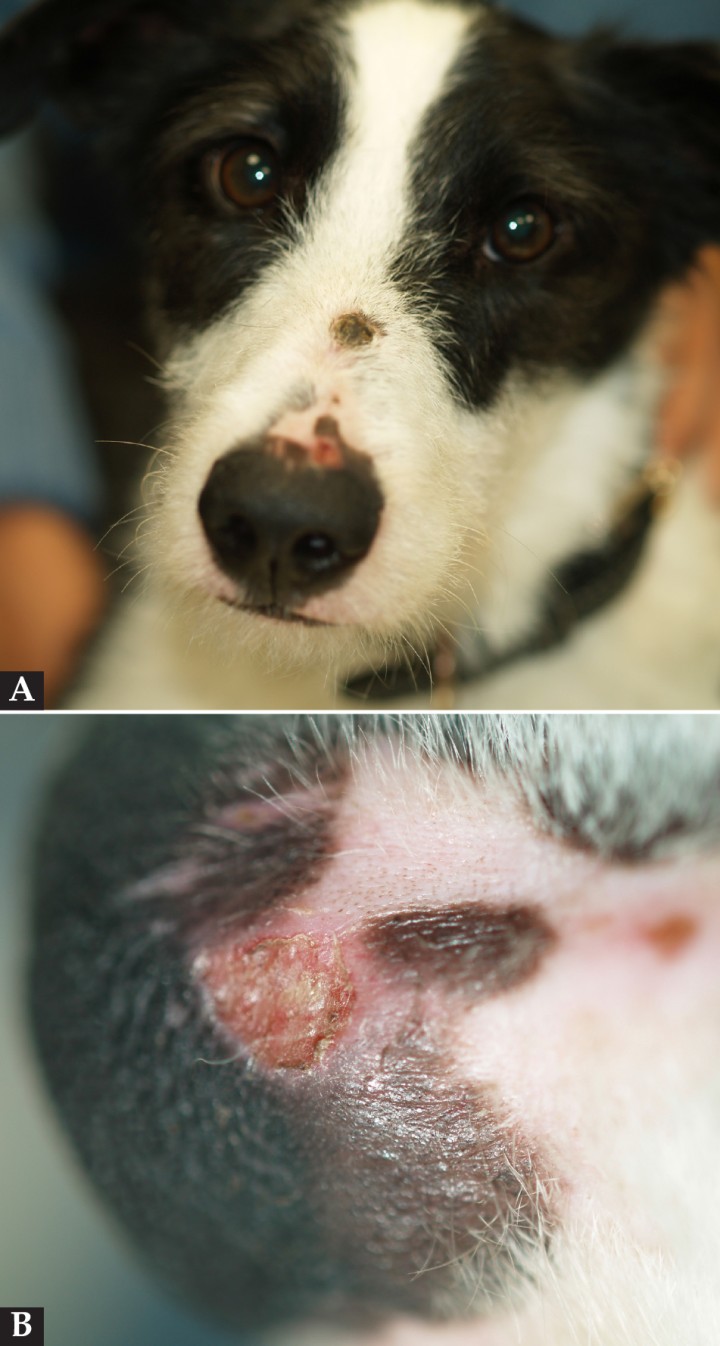 <p>(<strong>A</strong>) Lesiones alopécicas, costrosas y erosivas en el puente nasal y en la unión de la piel y el plano nasal. (<strong>B</strong>) Detalle de la lesión erosiva en el plano nasal.</p>