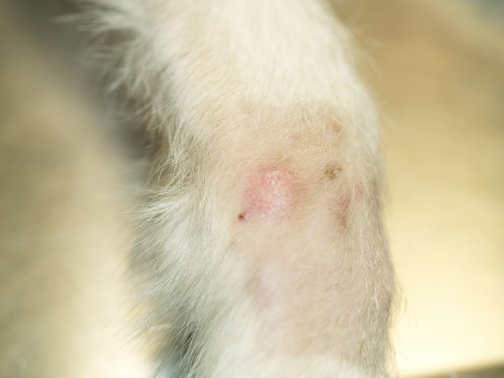 <p>Alopecia focal con descamación en la extremidad anterior.</p>