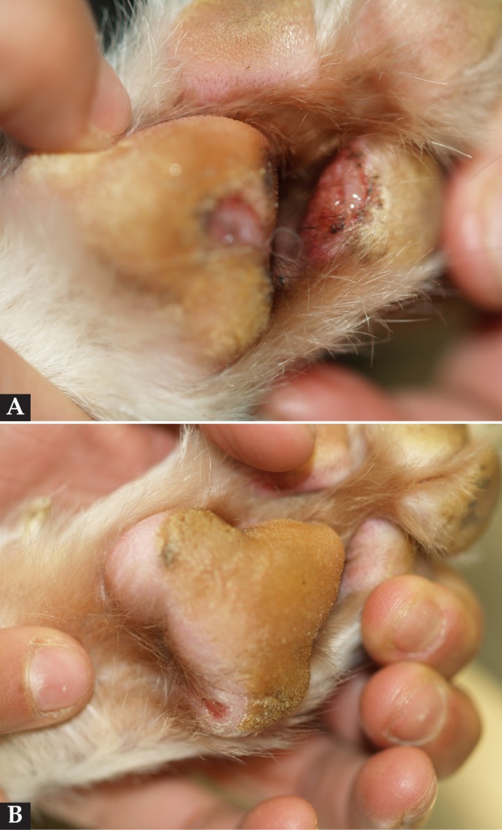 <div>
<div class=\"Basic-Text-Frame\">
<p>(<strong>A</strong>) Úlceras en cojinetes y en uniones cojinetes y piel interdigital. (<strong>B</strong>) Detalle de la erosión y despigmentación en la piel de la almohadilla metacarpal derecha.</p>
</div>
</div>