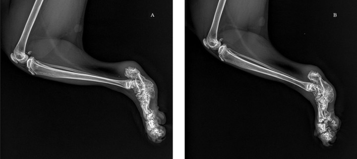 <p>Radiografías de las extremidades posteriores de una gata scottish fold de 1 año de edad. (<strong>A</strong>) Proyección mediolateral de la rodilla, tibia, tarso, metatarso y falanges de la extremidad posterior izquierda. (<strong>B</strong>) Proyección mediolateral de la rodilla, tibia, tarso, metatarso y falanges de la extremidad posterior derecha.</p>