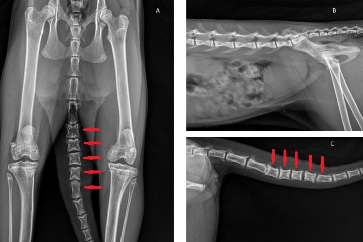 <p>Proyección ventrodorsal de pelvis incluyendo vértebras caudales y rodillas (<strong>A</strong>), lateral derecha de columna lumbar, sacro (<strong>B</strong>) y vértebras caudales (<strong>C</strong>) donde se observan placas epifisarias ensanchadas y menor longitud de vértebras caudales (flechas rojas).</p>