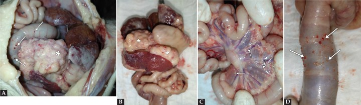 <p>(<strong>A</strong>) Aspecto de la cavidad abdominal durante la necropsia una vez aspirado el líquido efusivo. Se observa una masa de grandes dimensiones (*). (<strong>B</strong>) Masa abdominal (*) relacionada con órganos abdominales. (<strong>C</strong>) Carcinomatosis (flechas) en mesenterio. (<strong>D</strong>) Carcinomatosis (flechas) en serosa de colon. (A, C) Se observan múltiples nódulos (flechas) en serosas correspondientes a metástasis.</p>