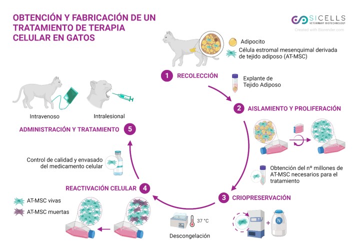 <p>Fases del proceso de obtención y fabricación de un tratamiento con AT-MSC felinas. Creada con Biorender.com</p>