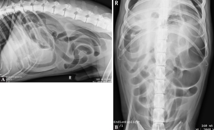<p>Imagen radiográfica lateral derecha (<strong>A</strong>) y ventrodorsal (<strong>B</strong>) de la cavidad abdominal.</p>