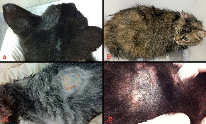 <p><strong>Lesiones cutáneas por dermatofitosis</strong>. Dado que se trata de una enfermedad muy pleomórfica, podemos encontrarnos gran variedad de presentaciones clínicas, desde la clásica alopecia circular multifocal distribuida en zonas más expuestas al roce, como cara y orejas (<strong>A</strong>), a simplemente una mala calidad del manto, con pelaje mate y desaliñado (<strong>B</strong>), pasando por lesiones mucho menos frecuentes como las erosivo-ulcerativas (como en la imagen <strong>C</strong>, donde la clásica morfología circular con alopecias dan una imagen concéntrica que asemeja a una “diana”) o, por cronicidad del cuadro clínico, lesiones de liquenificación e hiperpigmentación (<strong>D</strong>).</p>