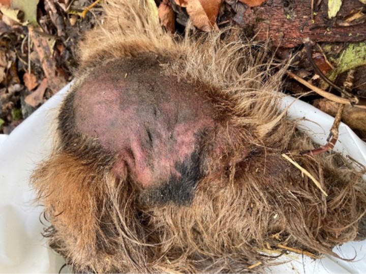 La cabeza (cadáver) muestra una extensa área de alopecia por rascado.