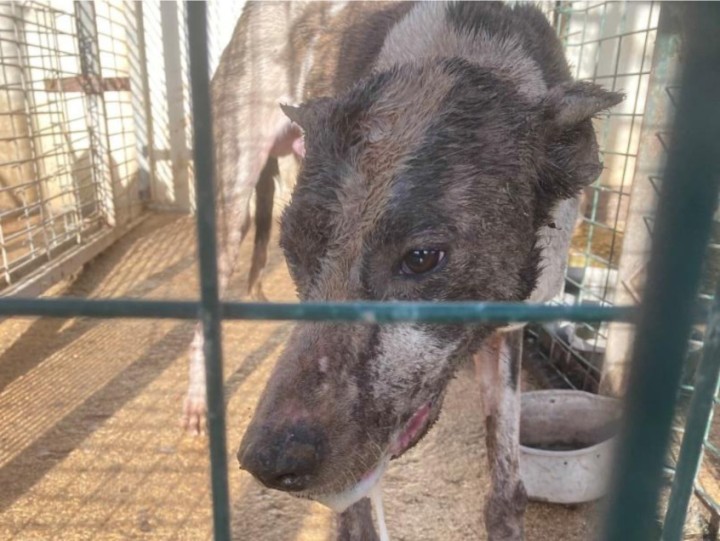 Intensa sialorrea en el caso 2.