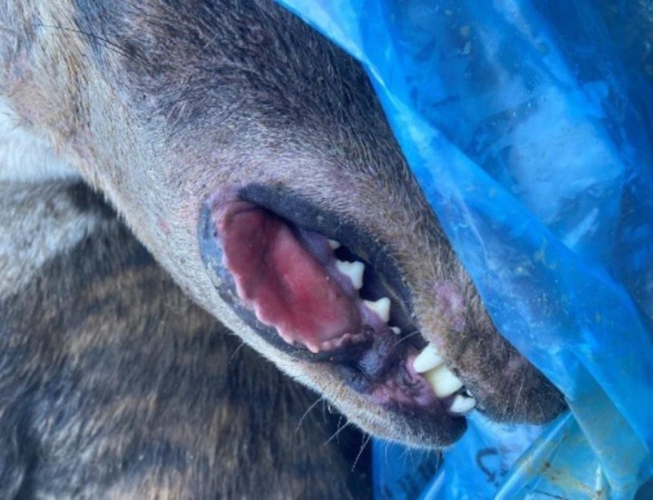 Edema de la mucosa labial (rascado) en el caso 2.