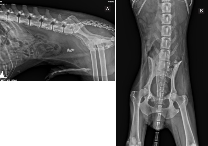 <p>Radiografías de abdomen de paciente canino en proyecciones lateral derecha (<strong>A</strong>) y ventrodorsal (<strong>B</strong>).</p>