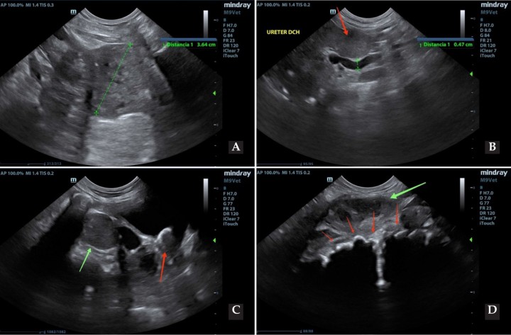 <p>Imágenes ecográficas de prostatomegalia (línea verde) y alteración del parénquima (<strong>A</strong>), hidrouréter (línea verde) y adenopatía aórtica (flecha roja) (<strong>B</strong>), adenopatía iliaca (flecha verde) y urolito hiperecoico (flecha roja) en vejiga (<strong>C</strong>) y adenopatía iliaca medial (flecha verde) con sobrecrecimiento de los cuerpos vertebrales (flechas rojas) (<strong>D</strong>).</p>