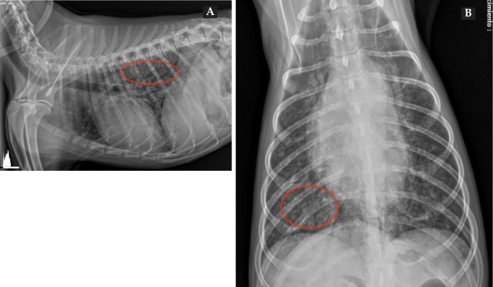 <p>Radiografías lateral derecha (<strong>A</strong>) y ventrodorsal (<strong>B</strong>) con patrón intersticial nodular miliar (círculos rojos).</p>
